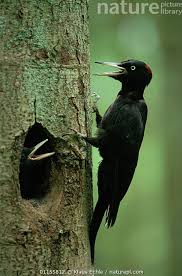 Attēlu rezultāti vaicājumam “Dryocopus martius”