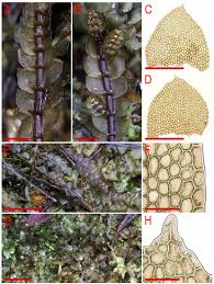Attēlu rezultāti vaicājumam “Calypogeia sphagnicola”
