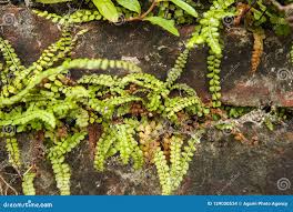 Attēlu rezultāti vaicājumam “Asplenium viride”