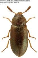 Attēlu rezultāti vaicājumam “Tetratoma fungorum”