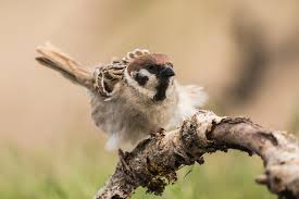 Image result for Passer montanus