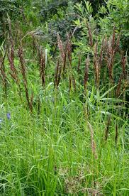 Attēlu rezultāti vaicājumam “Calamagrostis canescens”