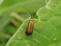 Attēlu rezultāti vaicājumam “Adelidae”