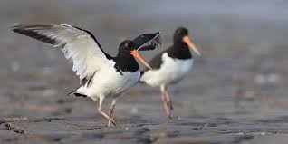 Attēlu rezultāti vaicājumam “Haematopus ostralegus adult”