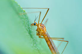 Attēlu rezultāti vaicājumam “Cribraria ferruginea”