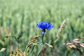 Attēlu rezultāti vaicājumam “Cyanus segetum flower”