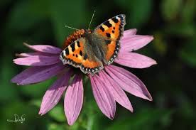 Image result for Small Tortoiseshell