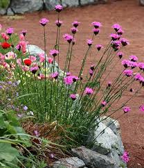 Image result for Dianthus carthusianorum