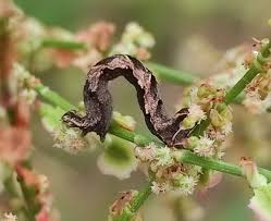 Attēlu rezultāti vaicājumam “Timandra comae”