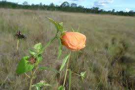 Attēlu rezultāti vaicājumam “Malvaceae”