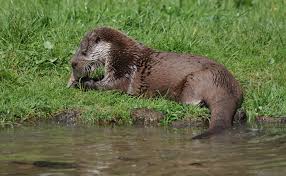 Image result for Eltham Otters