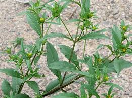 Attēlu rezultāti vaicājumam “Bidens tripartita fruit”