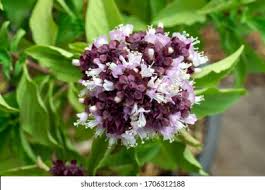 Attēlu rezultāti vaicājumam “Ocimum basilicum flower”