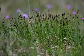 Attēlu rezultāti vaicājumam “Schoenus ferrugineus bud”