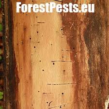 Attēlu rezultāti vaicājumam “Hylecoetus dermestoides male”