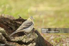 Attēlu rezultāti vaicājumam “Motacilla alba juvenile”