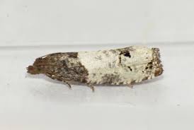 Attēlu rezultāti vaicājumam “Notocelia roborana”