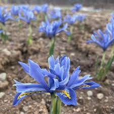 Attēlu rezultāti vaicājumam “Iris reticulata”