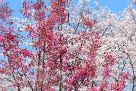 Image result for 緋寒桜