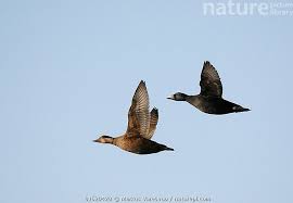Attēlu rezultāti vaicājumam “Melanitta nigra male”