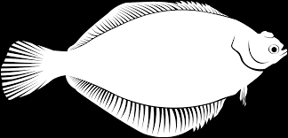 Image result for Limanda limanda