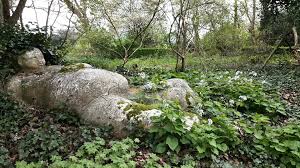 Image result for Priona Tuinen