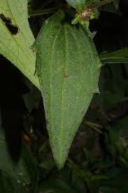 Image result for Rudbeckia fulgida