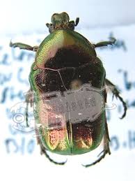 Attēlu rezultāti vaicājumam “Cetonia aurata”