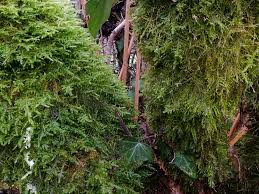 Attēlu rezultāti vaicājumam “Neckera complanata”