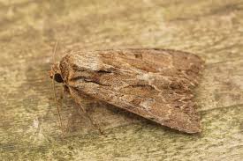 Attēlu rezultāti vaicājumam “Apamea monoglypha”