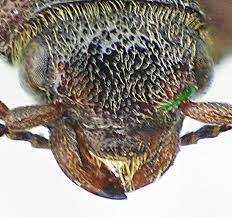 Attēlu rezultāti vaicājumam “Selatosomus cruciatus”