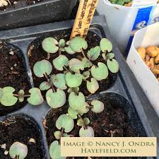 Image result for Dracocephalum moldavicum