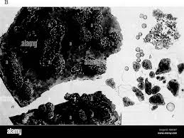 Attēlu rezultāti vaicājumam “Physarum diderma”