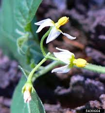 Attēlu rezultāti vaicājumam “Solanum nigrum flower”