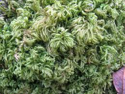 Attēlu rezultāti vaicājumam “Thamnobryum alopecurum”