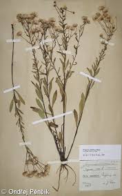 Attēlu rezultāti vaicājumam “Erigeron acris”