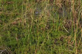 Attēlu rezultāti vaicājumam “Sphagnum fallax”