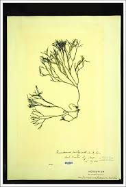 Attēlu rezultāti vaicājumam “Furcellaria lumbricalis”