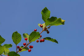 Attēlu rezultāti vaicājumam “Frangula alnus fruit”