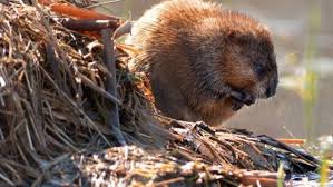 Image result for Beaver Sc