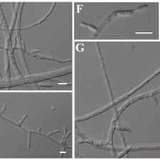 Attēlu rezultāti vaicājumam “Fuligo gyrosa”