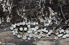 Attēlu rezultāti vaicājumam “Phleogena faginea young”