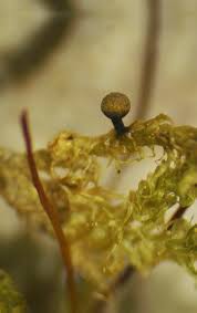 Attēlu rezultāti vaicājumam “Hemitrichia sordivesiculosa macro”