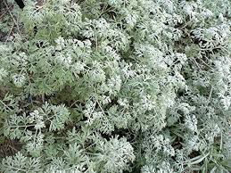 Attēlu rezultāti vaicājumam “Artemisia absinthium flower”