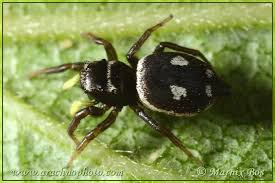 Attēlu rezultāti vaicājumam “Heliophanus sp.”