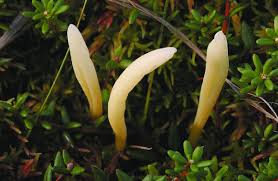 Attēlu rezultāti vaicājumam “Clavaria argillacea”