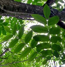 Attēlu rezultāti vaicājumam “Juglans cinerea leaf”