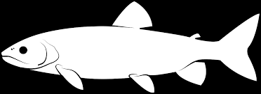 Image result for Salvelinus namaycush