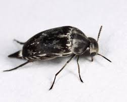 Attēlu rezultāti vaicājumam “Mordella sp.”