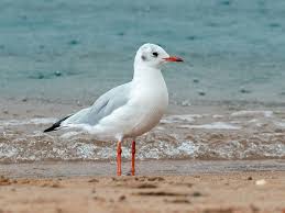 Attēlu rezultāti vaicājumam “Larus ridibundus adult”